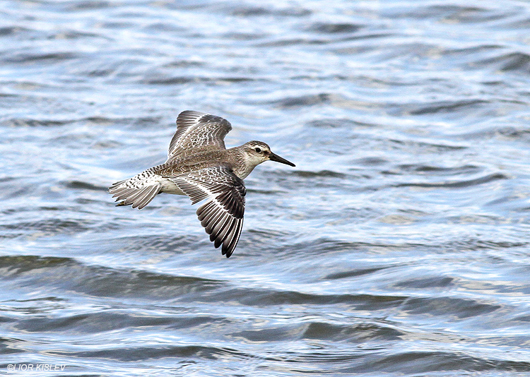 Red Knot  Calidris canutus , Maagan Michael ,06-10-13  Lior Kislev